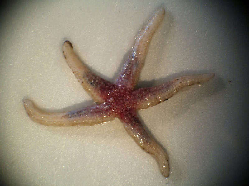 Starfish guide: UK species, how to identify and where to see