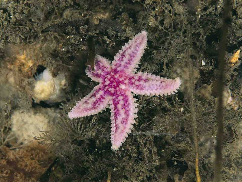 Purple and white Leptasterias (Leptasterias) muelleri.