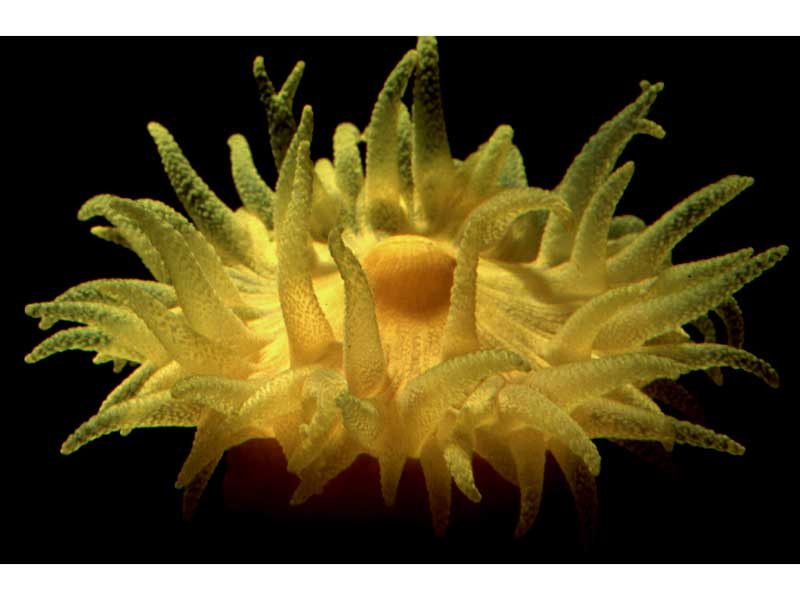 Leptopsammia pruvoti.