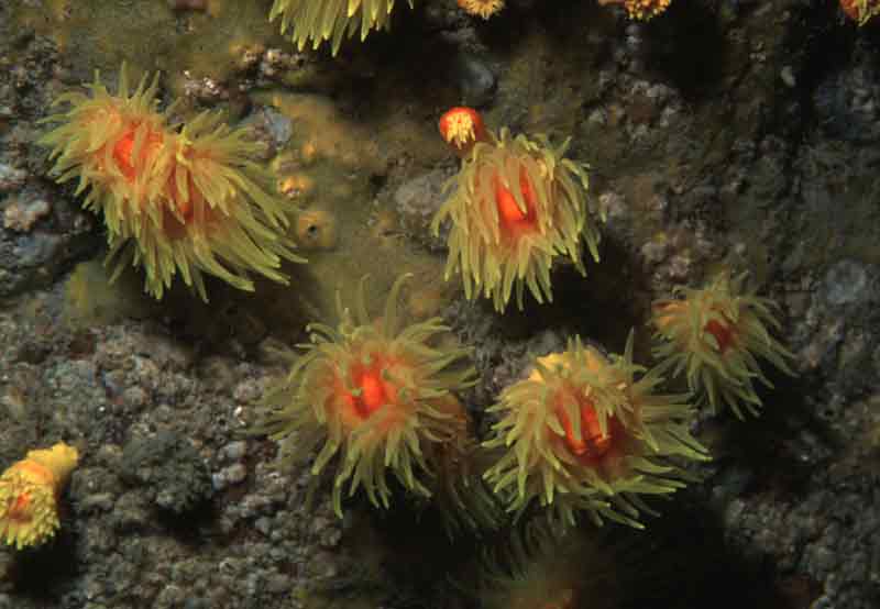 Typical group of the solitary coral Leptopsammia pruvoti.