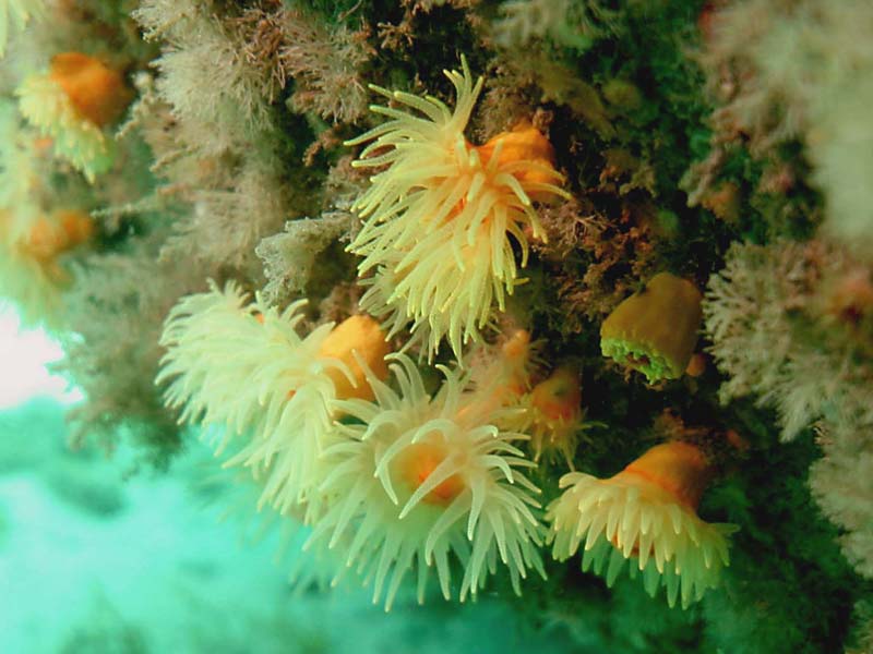 Leptopsammia pruvoti in the Channel Isles.