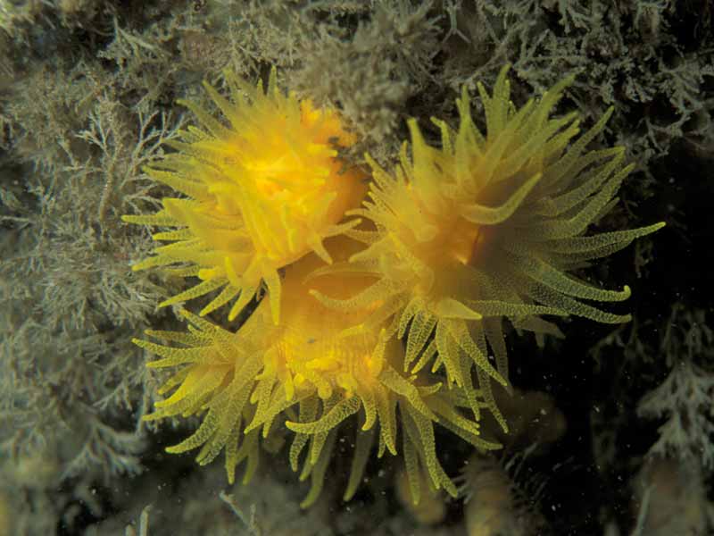 Sunset cup coral Leptopsammia pruvoti group on vertical rock below overhang at the Knoll Pins, Lundy.