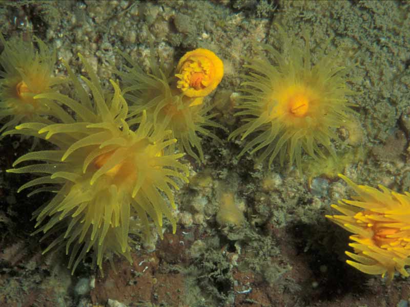 Group of sunset cup corals Leptopsammia pruvoti on vertical rock at depth 30 m, Plymouth Sound old cliff-line.