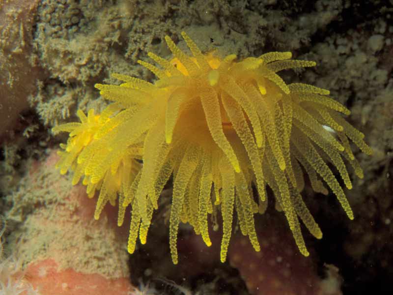 Sunset cup coral Leptopsammia pruvoti on vertical rock on submerged cliff-line offshore of Plymouth Sound.