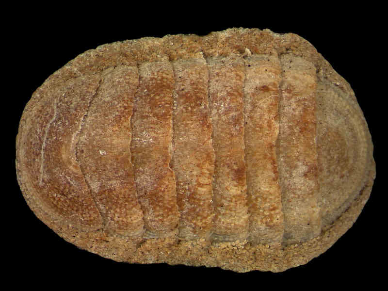 Top view of Leptochiton scabridus.