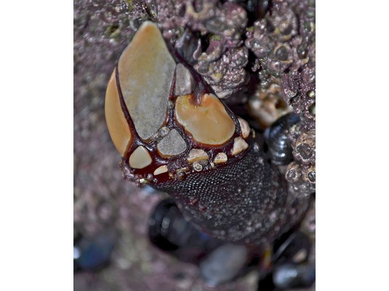 Pollicipes pollicipes on rocks at Porthcurno