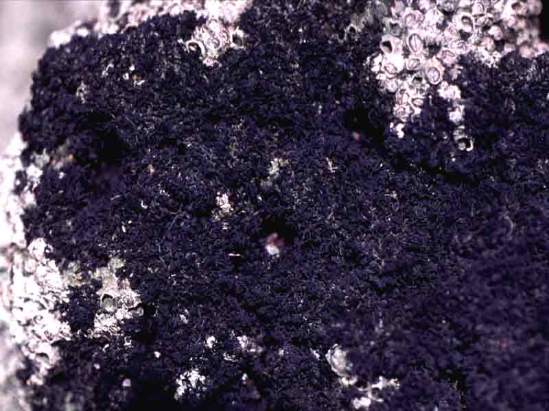 Image: Lichina pygmaea amongst barnacles.