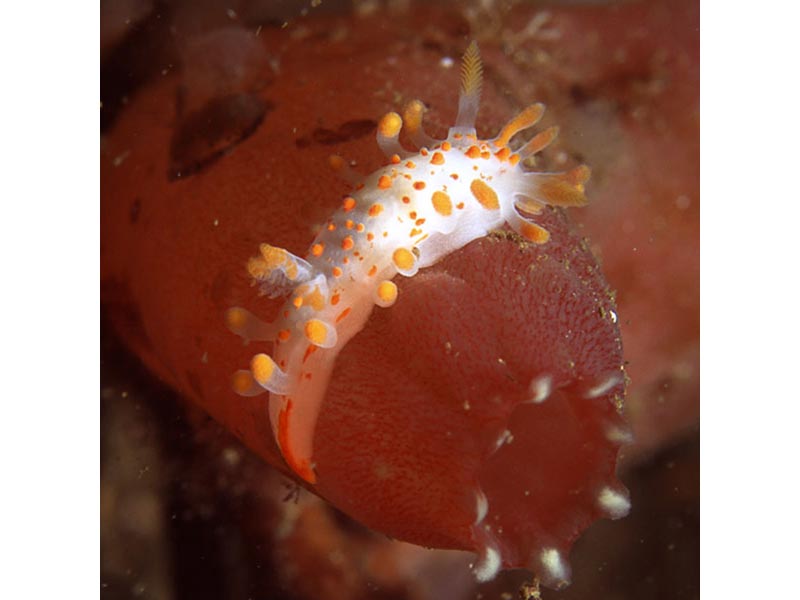 Image: Limacia clavigera on ascidian siphon.