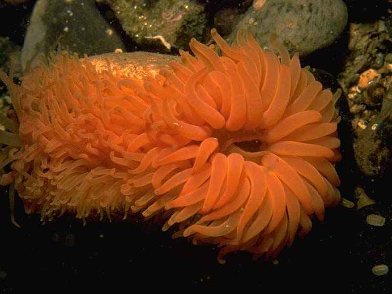 Close up of the tentacles of Limaria hians.