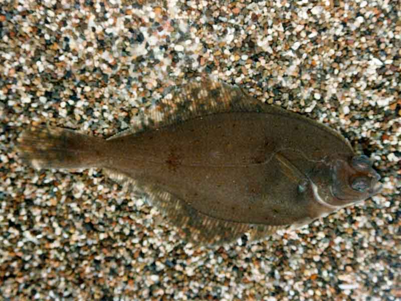 Limanda limanda on a gravel bed.