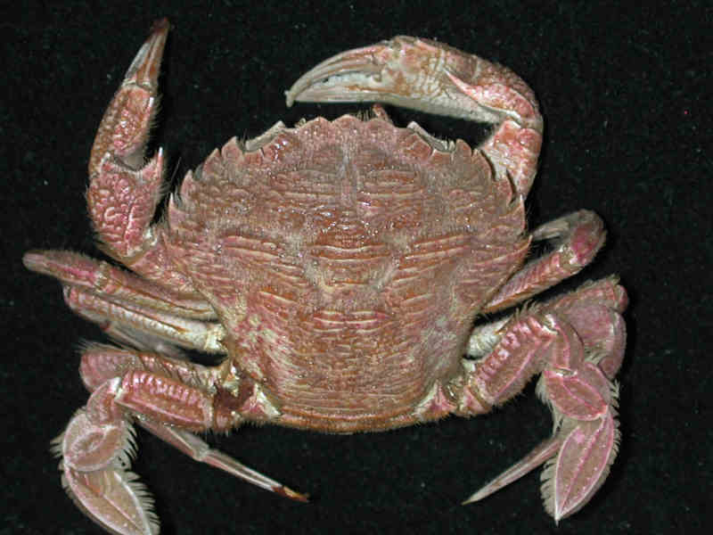 Liocarcinus corrugatus.