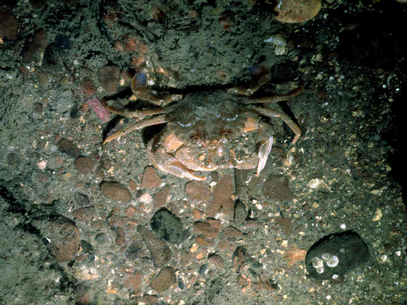 Dorsal view of male and female.