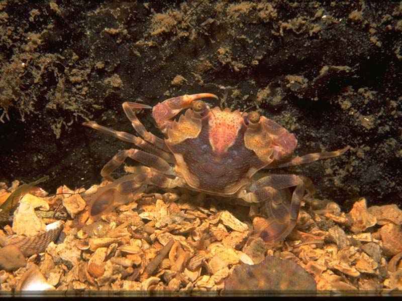 Liocarcinus depurator.