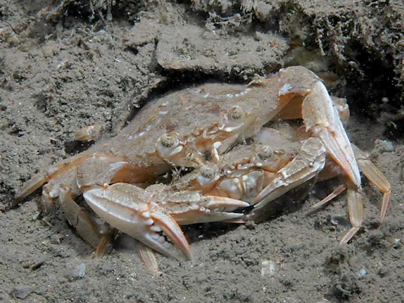 Liocarcinus depurator in pre-mating position.