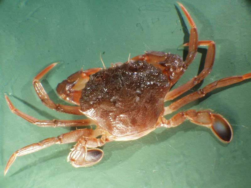 Liocarcinus depurator on a green background.
