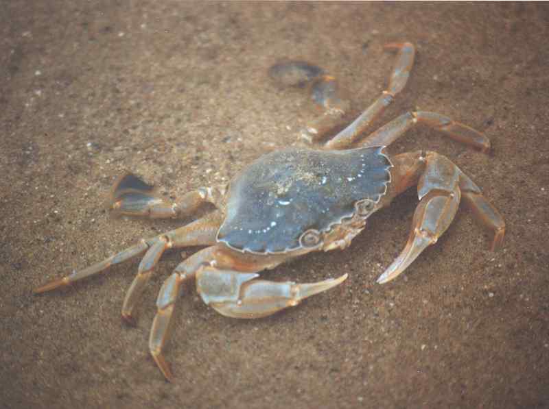 Liocarcinus holsatus out of water.