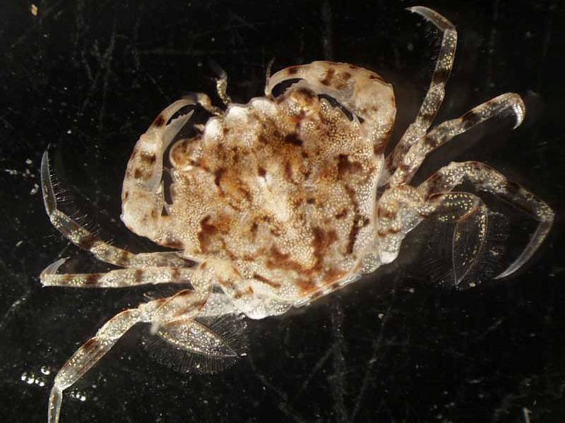 Liocarcinus marmoreus on a black background.