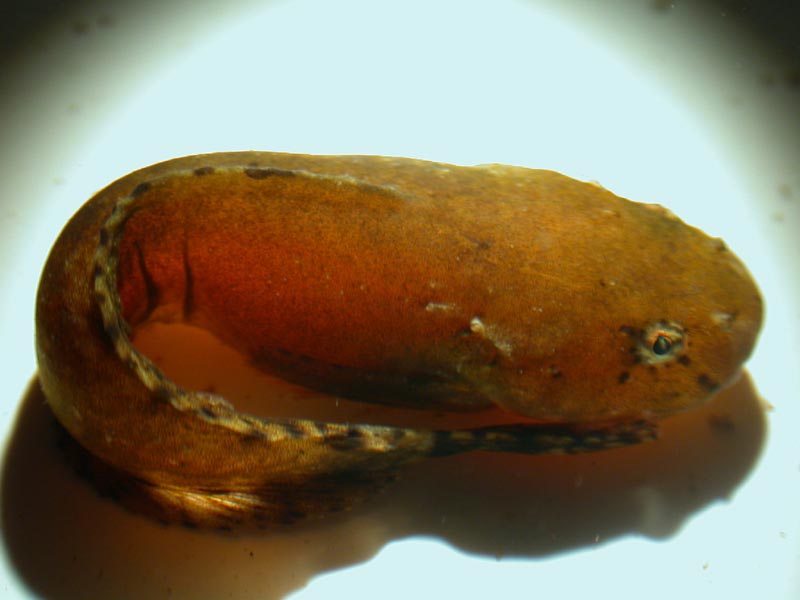 Juvenile sea snail.