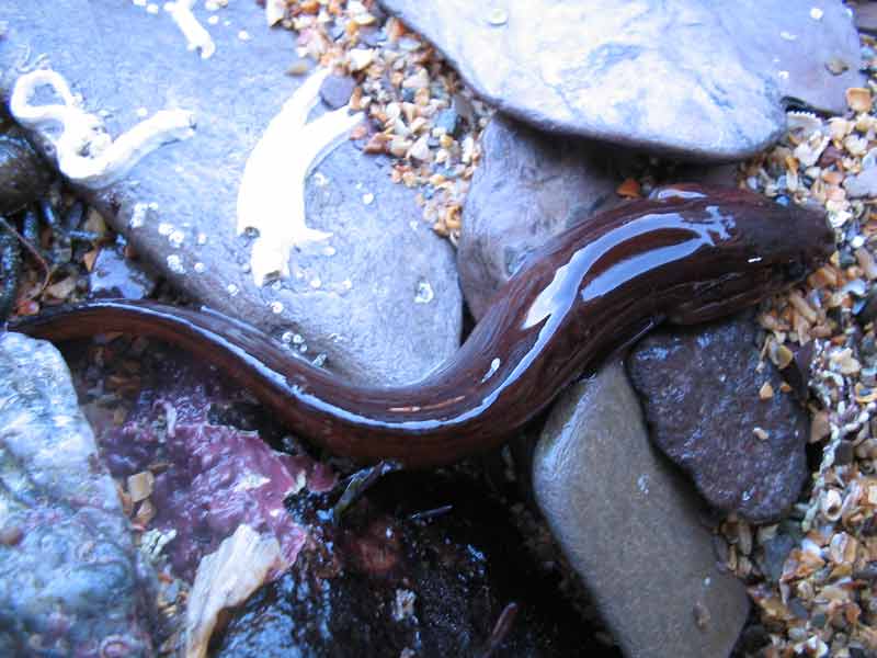 Ciliata mustela exposed on shore.