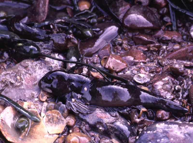 The shanny, Lipophrys pholis, exposed at low tide.