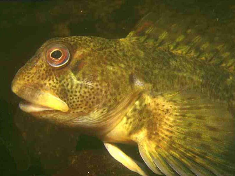 Side view of head and pectoral fin.