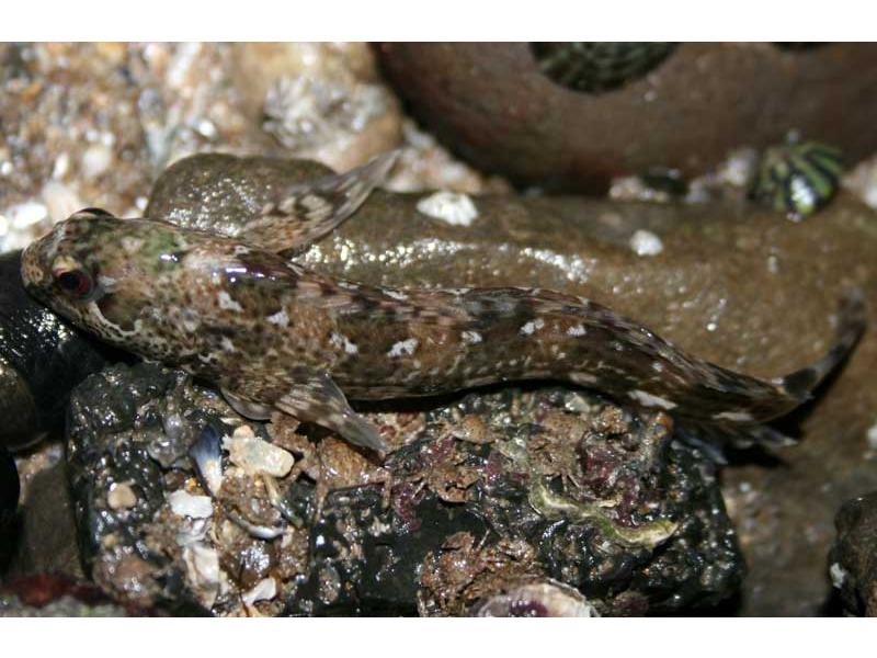 Lipophrys pholis showing dorsal markings.