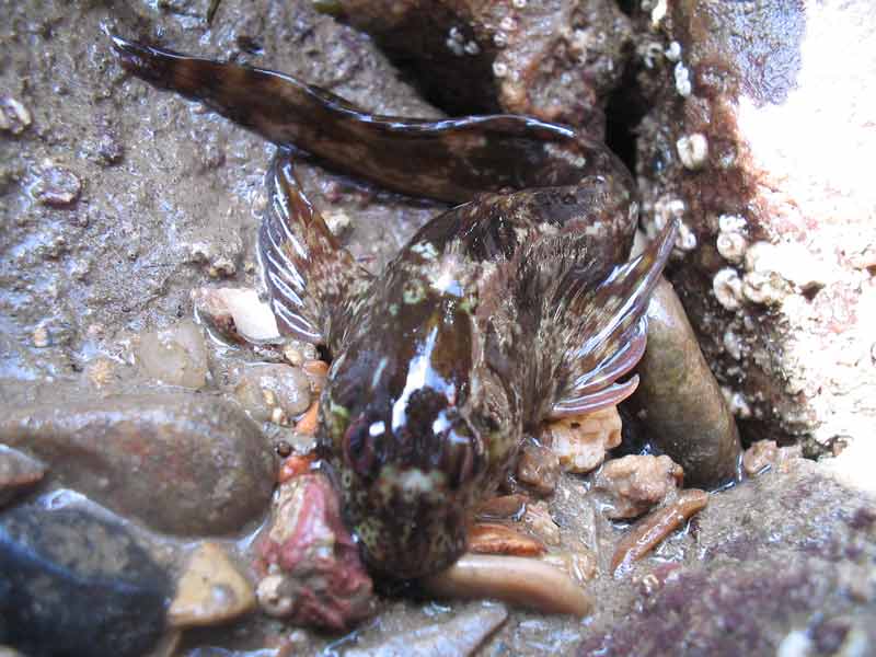 Lipophrys pholis exposed on the shore.