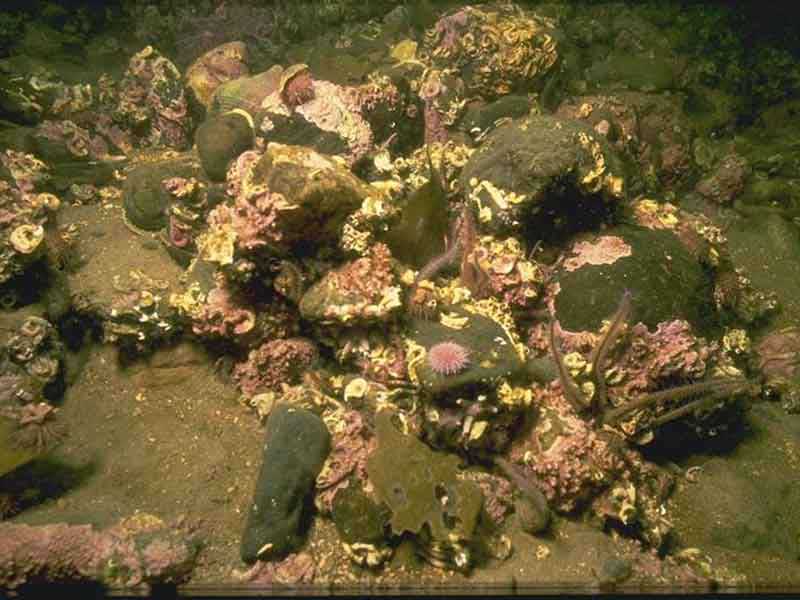 Boulders with Psammechinus miliaris and encrusting Lithothamnion glaciale.