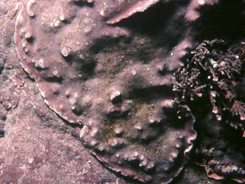 Lithophyllum incrustans.