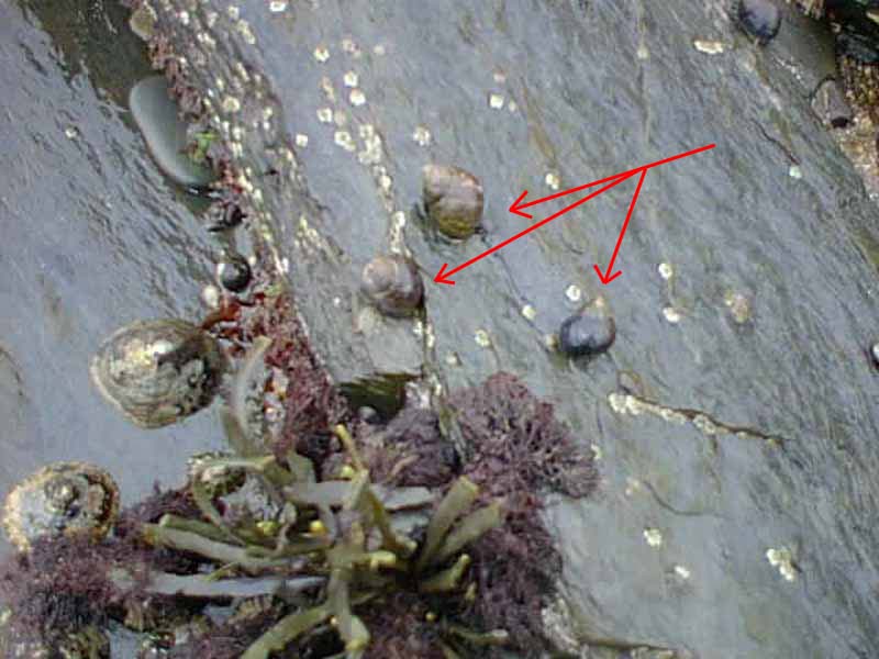 Three Littorina littorea on intertidal rock with limpets, barnacles and weed.