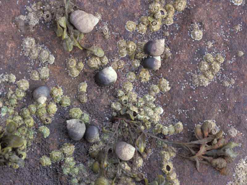 Edible periwinkle Littorina littorea on sheltered vertical rock at Millport, Firth of Clyde.