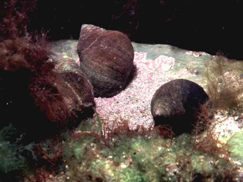 Image: Three Littorina littorea on rock under water at high tide.