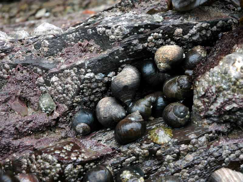 Littorina littorea in a rock crevice.