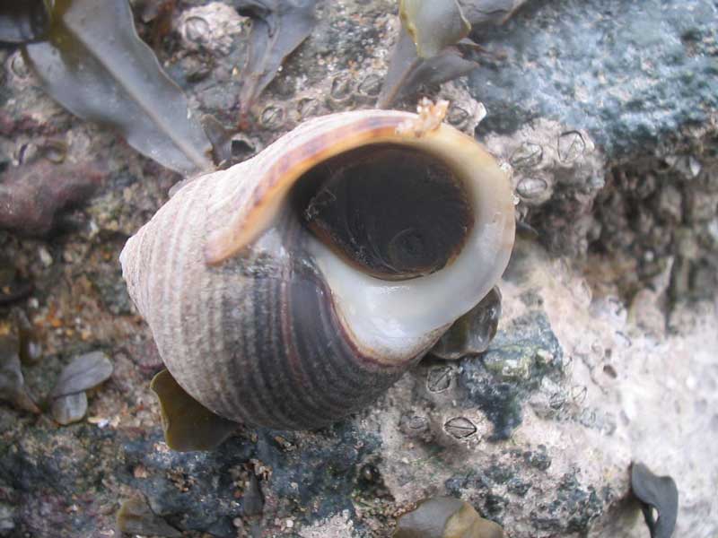 Littorina littorea showing its withdrawn operculum.