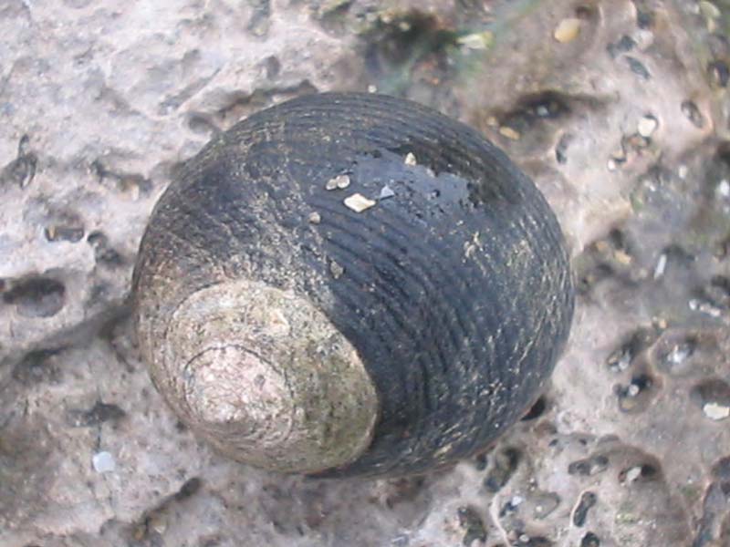 Lone Littorina littorea viewed from above.