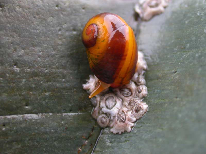 Littorina obtusata.