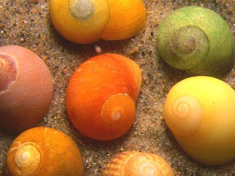Collection of Littorina obtusata shells.