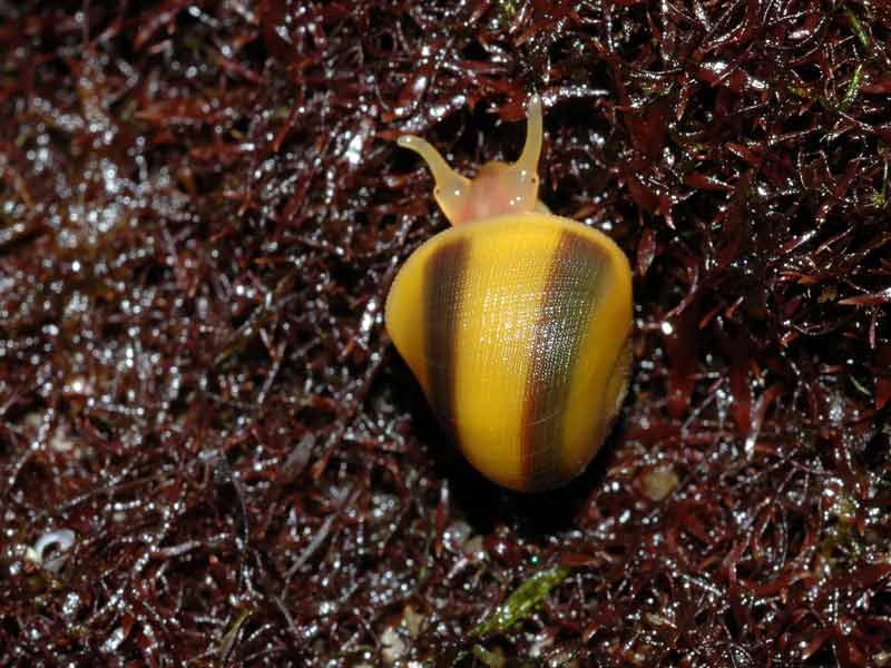 Young Littorina obtusata with a distinctly banded shell.