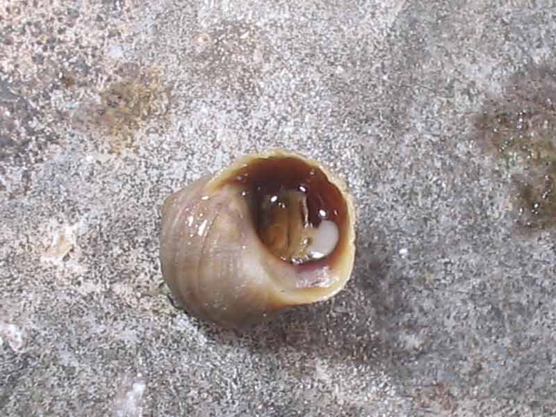 Lone upturned Littorina saxatilis individual on a boulder