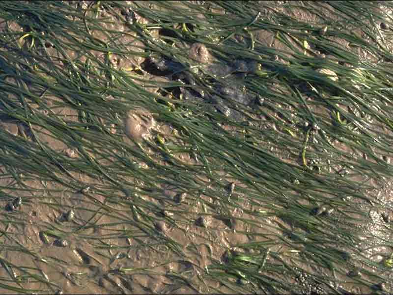 Image: A bed of Zostera noltei with Hydrobia ulvae visible on the mud surface.