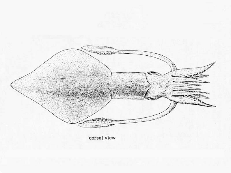 Line drawing of Loligo forbesi.