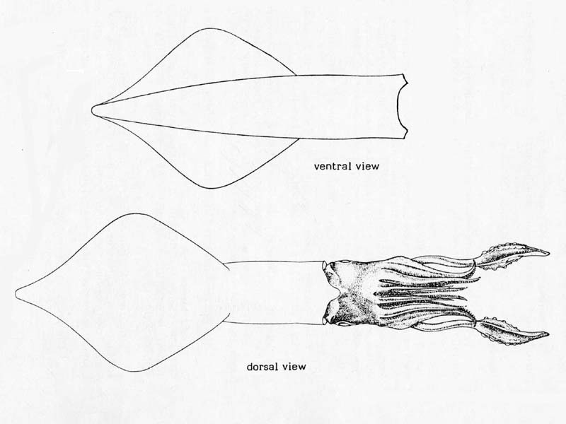 Line drawing of Loligo vulgaris.