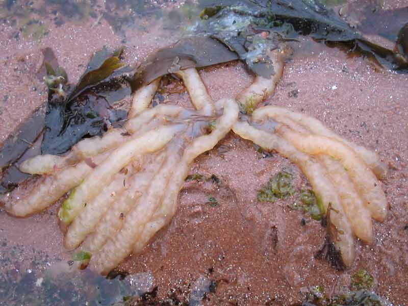 Eggs of the common squid washed up on the shore.