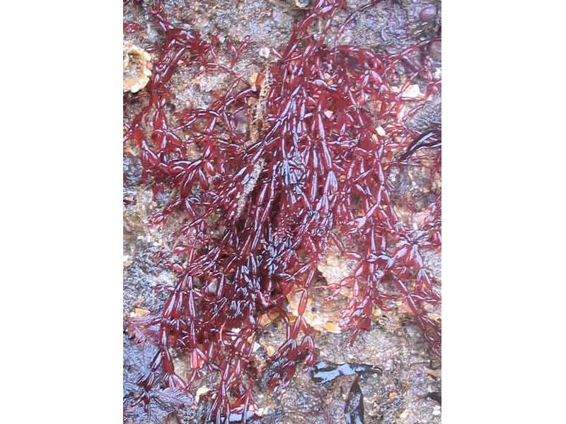 Lomentaria articulata on an exposed rock.