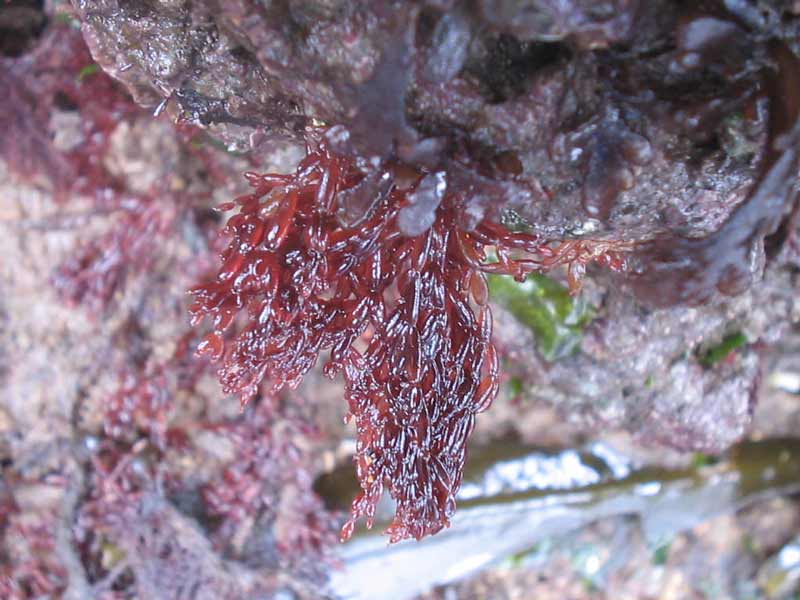 Image: Small patch of Lomentaria articulata hanging down from an intertidal rock.
