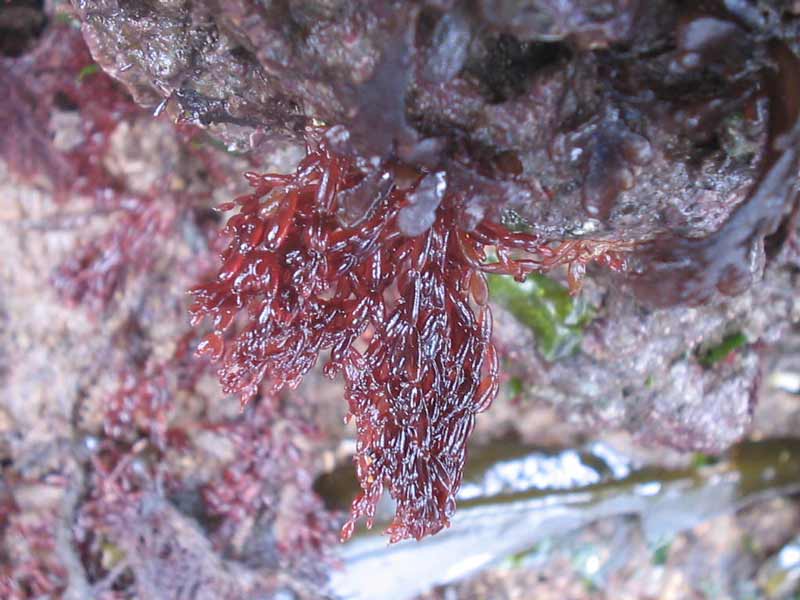 Small patch of Lomentaria articulata hanging down from an intertidal rock.