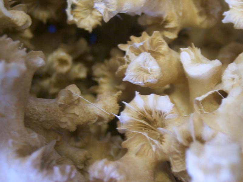 Close up of the skeletal framework of a Lophelia pertusa colony.