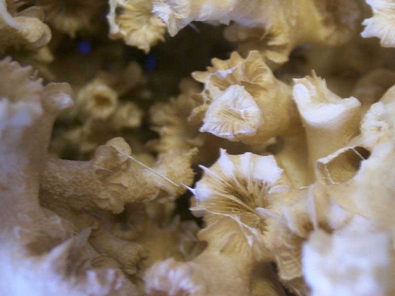 Close up of the skeletal framework of a Lophelia pertusa colony.