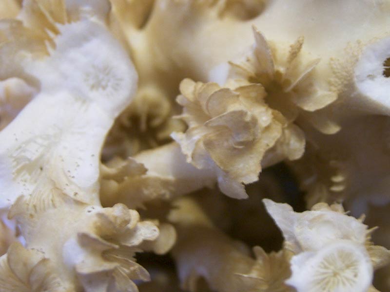 Close up the skeletal cups (corallites) of  Lophelia pertusa.