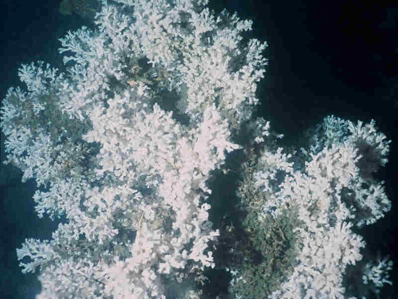 Image: Colony of Lophelia pertusa from Mingulay Reef complex.